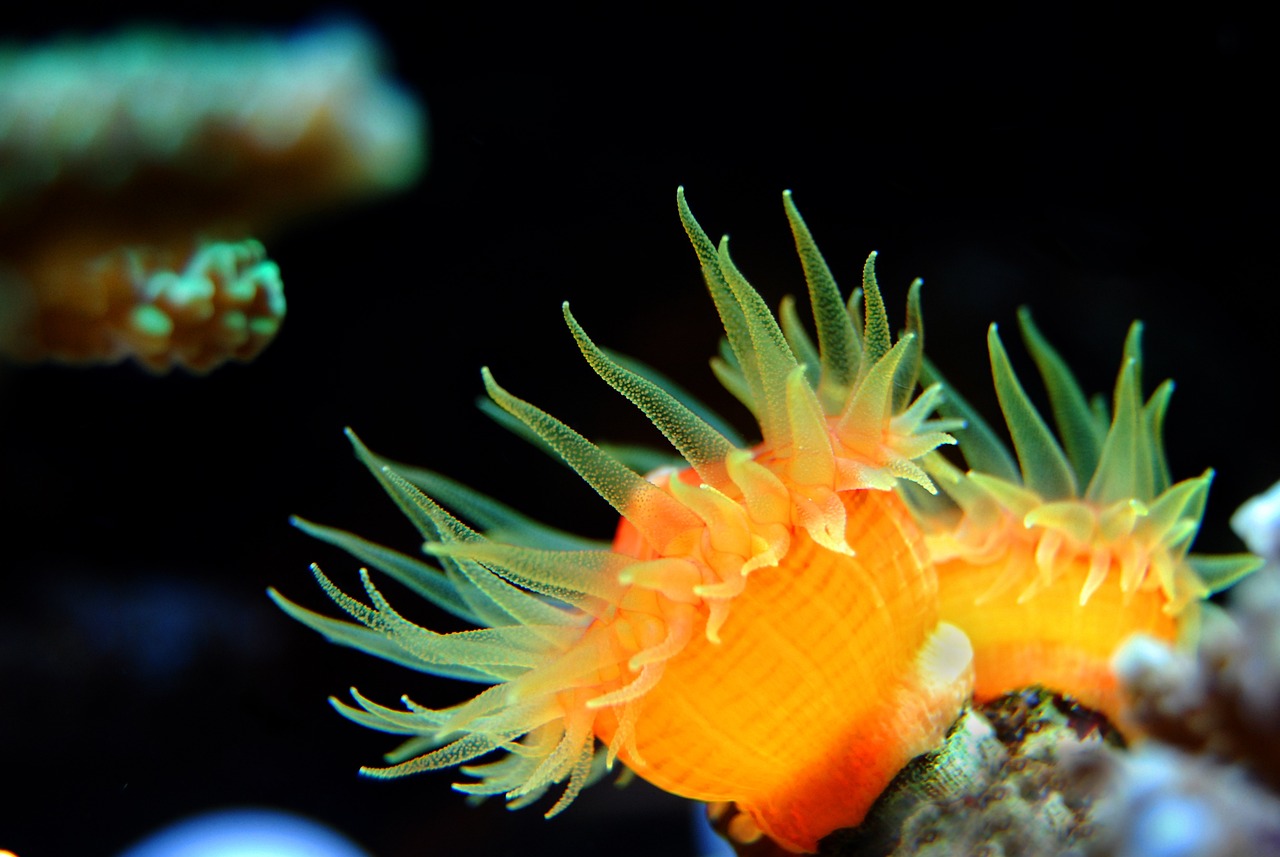 Recent Discoveries in Marine Biology - What’s New?